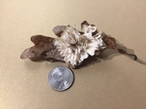 Tremellodendron schweinitzii image