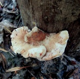 Abortiporus biennis image