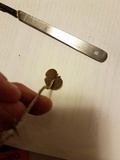 Psilocybe tampanensis image