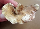 Abortiporus biennis image