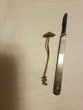 Psilocybe tampanensis image