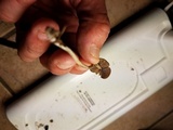 Psilocybe tampanensis image