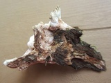 Abortiporus biennis image