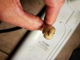 Psilocybe tampanensis image