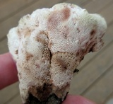 Abortiporus biennis image