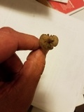 Psilocybe tampanensis image