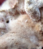Abortiporus biennis image