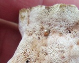 Abortiporus biennis image