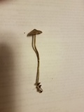 Psilocybe tampanensis image