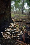 Rigidoporus microporus image