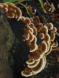 Rigidoporus microporus image