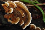Rigidoporus microporus image