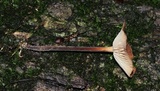 Gymnopus dichrous image