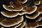 Rigidoporus microporus image