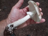 Amanita submaculata image