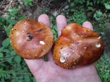 Tricholoma aurantium image
