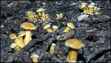 Cantharellus appalachiensis image