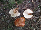 Tricholoma aurantium image