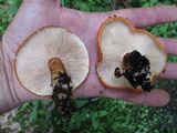 Tricholoma aurantium image
