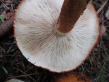 Tricholoma aurantium image