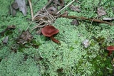 Cortinarius marylandensis image