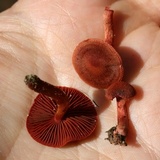 Cortinarius marylandensis image