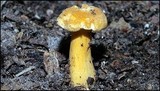 Cantharellus appalachiensis image