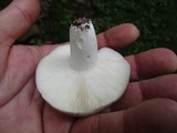 Russula cyanoxantha image