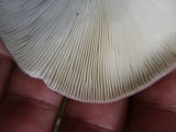 Russula cyanoxantha image