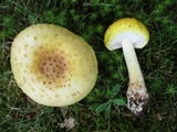 Amanita flavorubens image