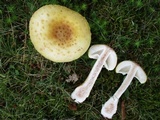 Amanita flavorubens image