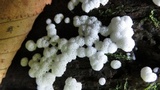 Ceratiomyxa fruticulosa var. fruticulosa image