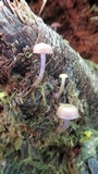 Chromosera cyanophylla image