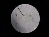 Gymnopilus sapineus image