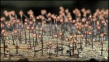 Cribraria cancellata var. cancellata image