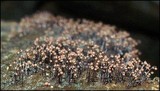 Cribraria cancellata var. cancellata image