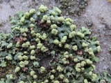 Phaeophyscia pusilloides image