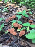 Gymnopus subnudus image