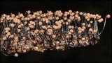 Cribraria cancellata var. cancellata image