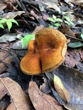 Gyroporus castaneus image