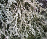 Ramalina intermedia image