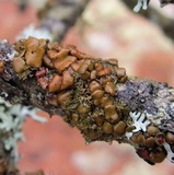 Tuckermanella fendleri image