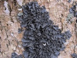 Leptogium cyanescens image