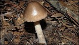 Amanita sect. Vaginatae image