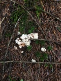 Hydnellum aurantiacum image