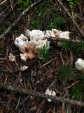 Hydnellum aurantiacum image