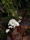 Hydnellum aurantiacum image