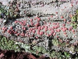 Loxospora ochrophaea image