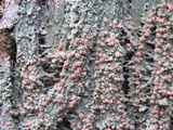 Loxospora ochrophaea image