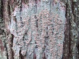 Loxospora ochrophaea image